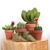 the oxford: cacti